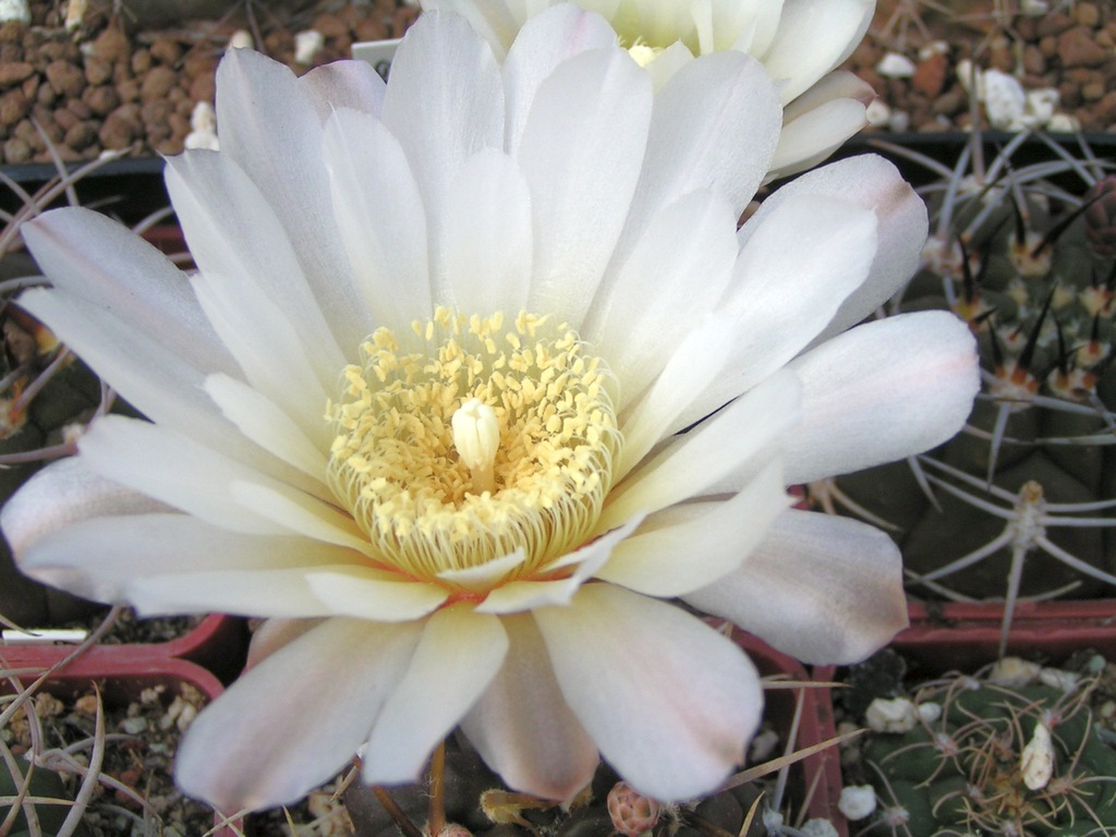 Gymnocalycium brachypetalum P101